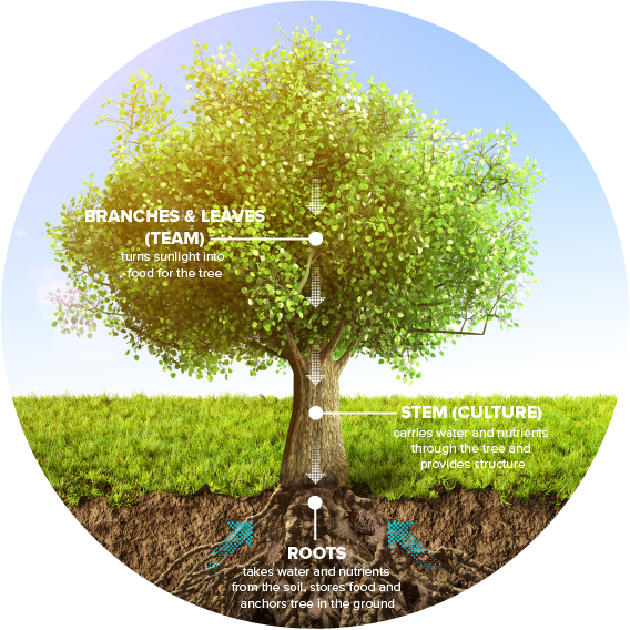 Xebia Tree V5-01.png Xebia Tree V5-01.png