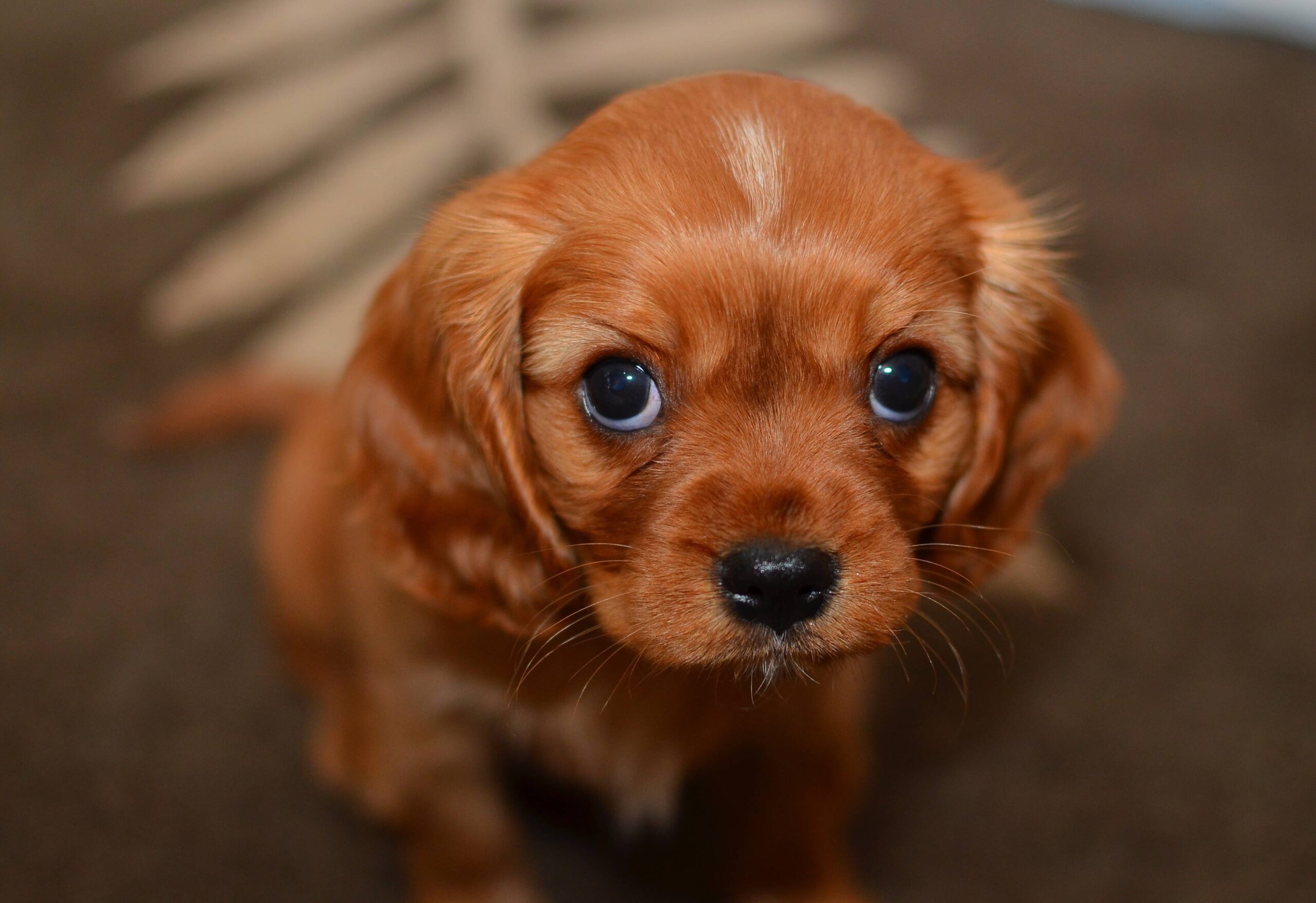 Puppy ploy