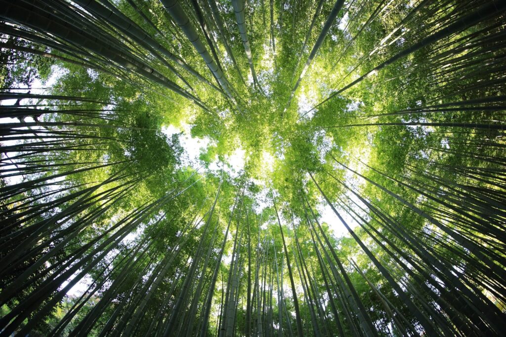 Changing our world with metaphors and Clean Language