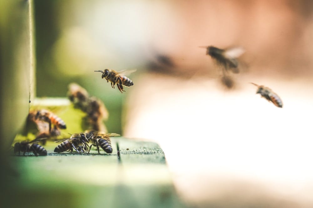 Not this hive!