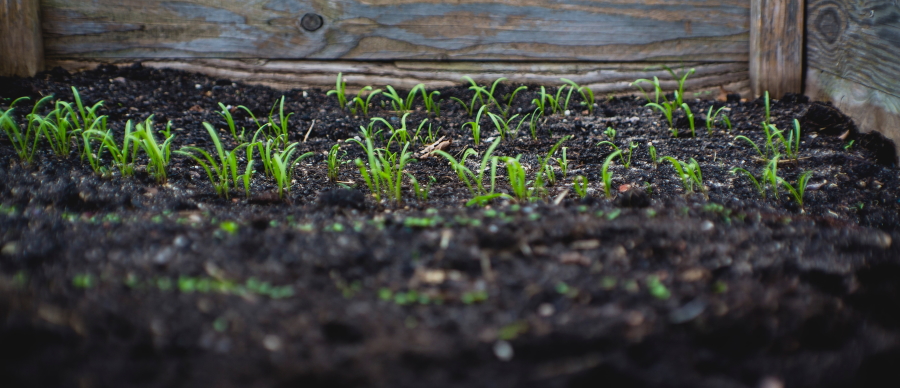 Image of small green plants that just broke through the soil