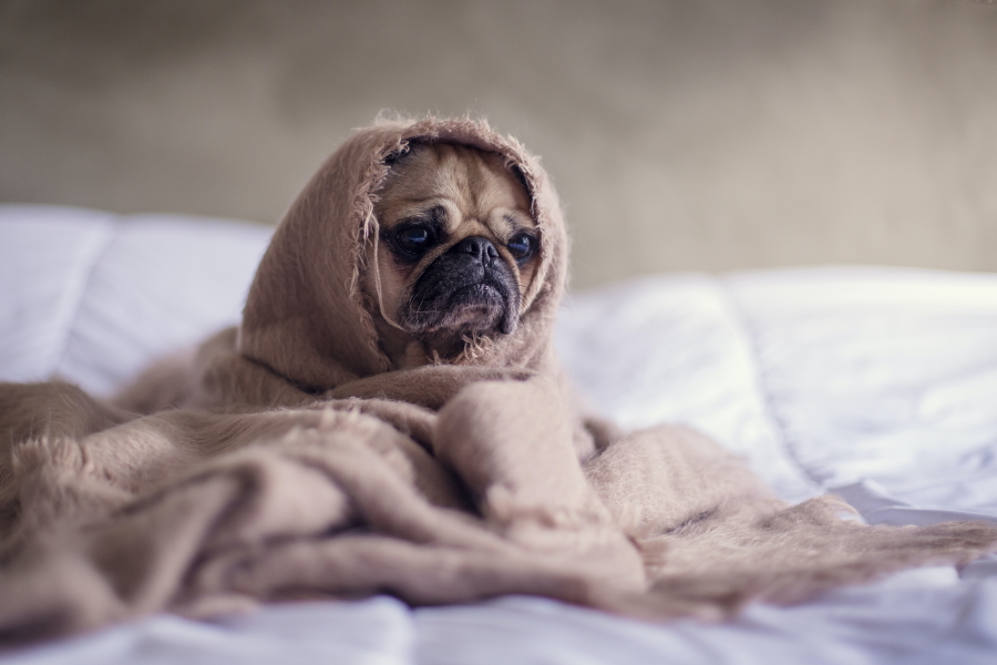 Picture of a dog (Pugg) with 'stress'