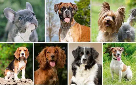 The Difference between AI, ML, and DL – Uncovered 5 ArtificialIntelligence dogs 2