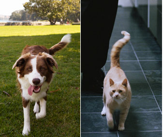 The Difference between AI, ML, and DL – Uncovered 6 ArtificialIntelligence two dogs 2