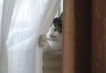 cat_peeking